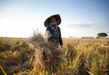 คำม่วนเก็บเกี่ยวข้าวประจำปีแล้วกว่า 39,300 ไร่ คิดเป็นร้อยละ 46.89 ของพื้นที่ปลูกข้าวทั้งหมด