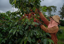 ลาว พัฒนาการปลูกชา และ กาแฟอย่างยั่งยืน เพื่อเพิ่มรายได้ในชนบท