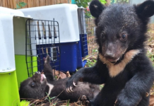 Free the Bears ช่วยเหลือลูกหมีดำเอเชีย อายุสองเดือน ถูก โพสต์ขายผ่านเฟซบุ๊กใน ลาว