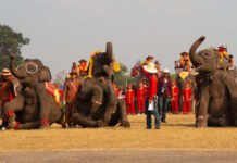 วันช้างโลก “ลาวดินแดนแห่งช้างล้านตัว” ปัจจุบันเหลือช้าง 500 ถึง 1,000 ตัวเท่านั้น