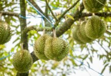 ลาวคาดว่าจะส่งออกทุเรียน 400 ตันในปี 2569